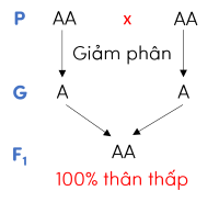 sinh học 9, sơ đồ lai một tính trạng olm