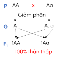 sinh học 9, sơ đồ lai một tính trạng olm