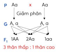 sinh học 9, sơ đồ lai một tính trạng olm