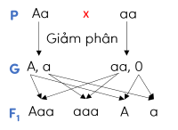 sinh học 8, đột biến số lượng NST olm